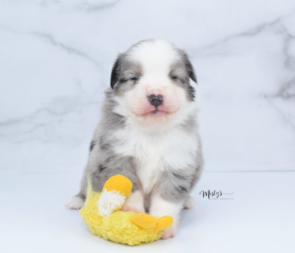 Mini / Toy Australian Shepherd Puppy Wascal