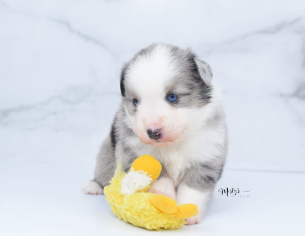 Mini / Toy Australian Shepherd Puppy Wascal
