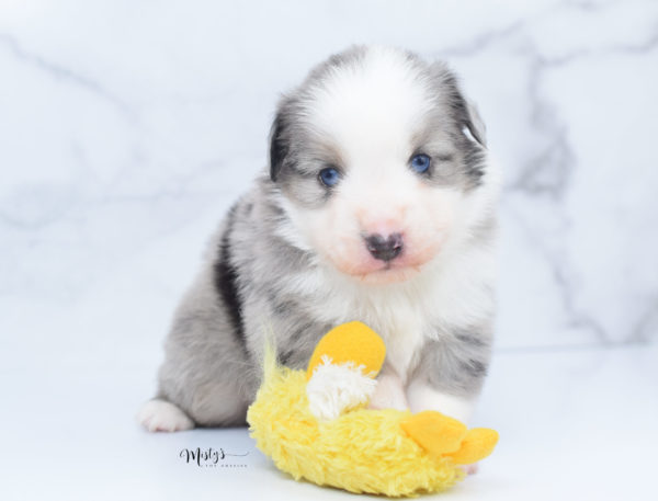 Mini / Toy Australian Shepherd Puppy Wascal