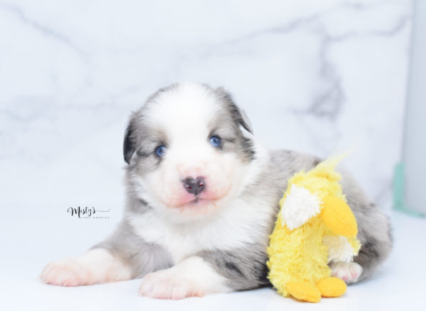 Mini / Toy Australian Shepherd Puppy Wascal