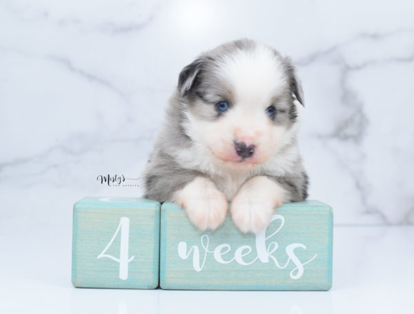 Mini / Toy Australian Shepherd Puppy Wascal