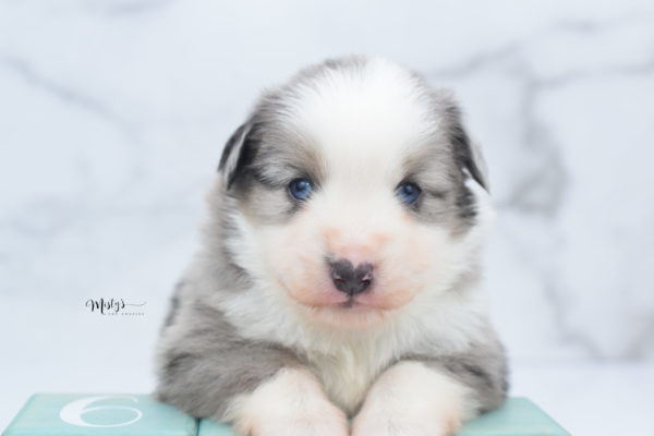 Mini / Toy Australian Shepherd Puppy Wascal