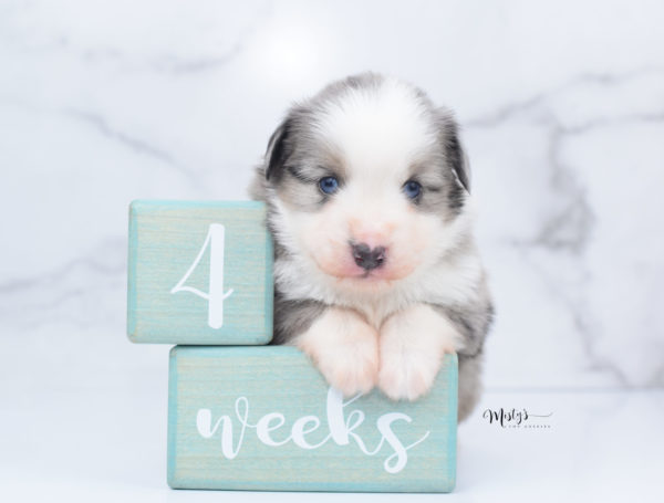 Mini / Toy Australian Shepherd Puppy Wascal