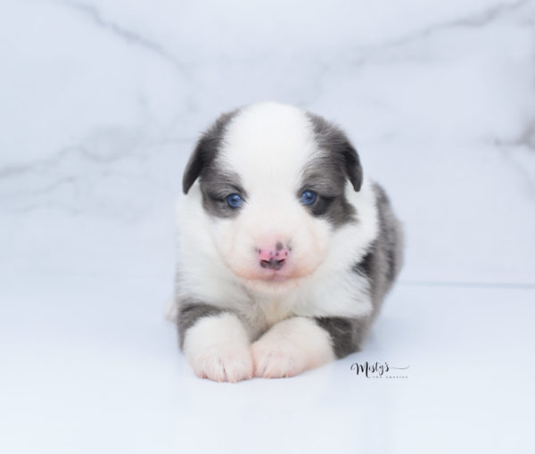 Mini / Toy Australian Shepherd Puppy Windsor