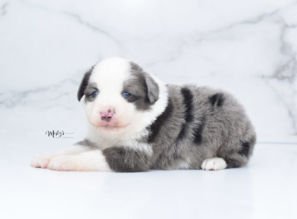 Mini / Toy Australian Shepherd Puppy Windsor