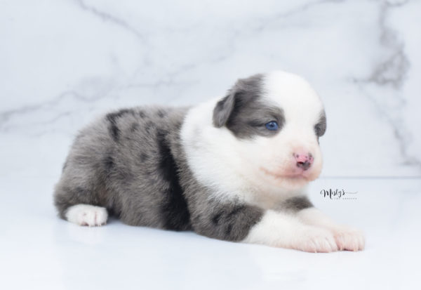 Mini / Toy Australian Shepherd Puppy Windsor