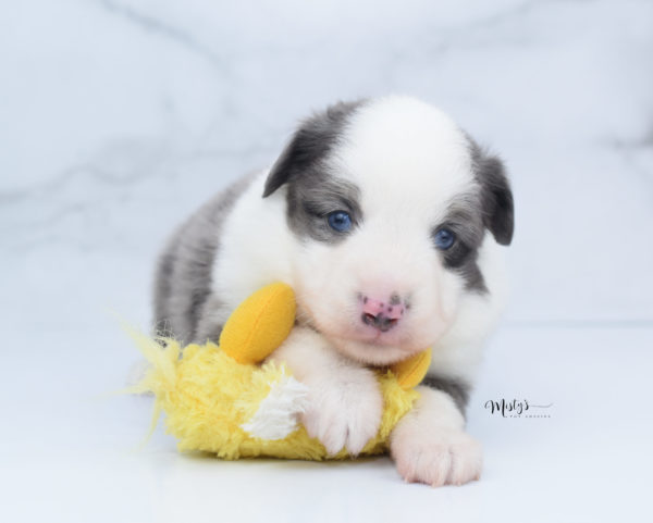 Mini / Toy Australian Shepherd Puppy Windsor