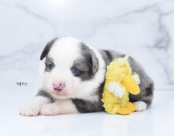 Mini / Toy Australian Shepherd Puppy Windsor