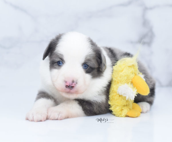 Mini / Toy Australian Shepherd Puppy Windsor