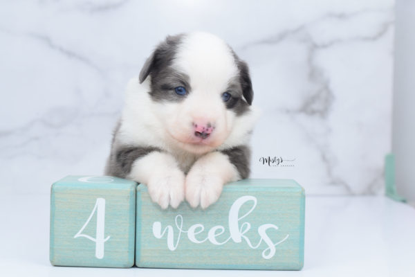 Mini / Toy Australian Shepherd Puppy Windsor