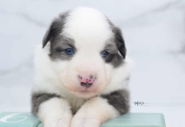 Mini / Toy Australian Shepherd Puppy Windsor