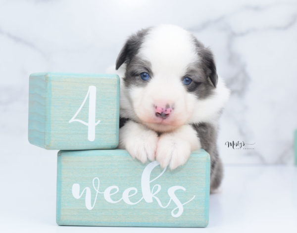 Mini / Toy Australian Shepherd Puppy Windsor