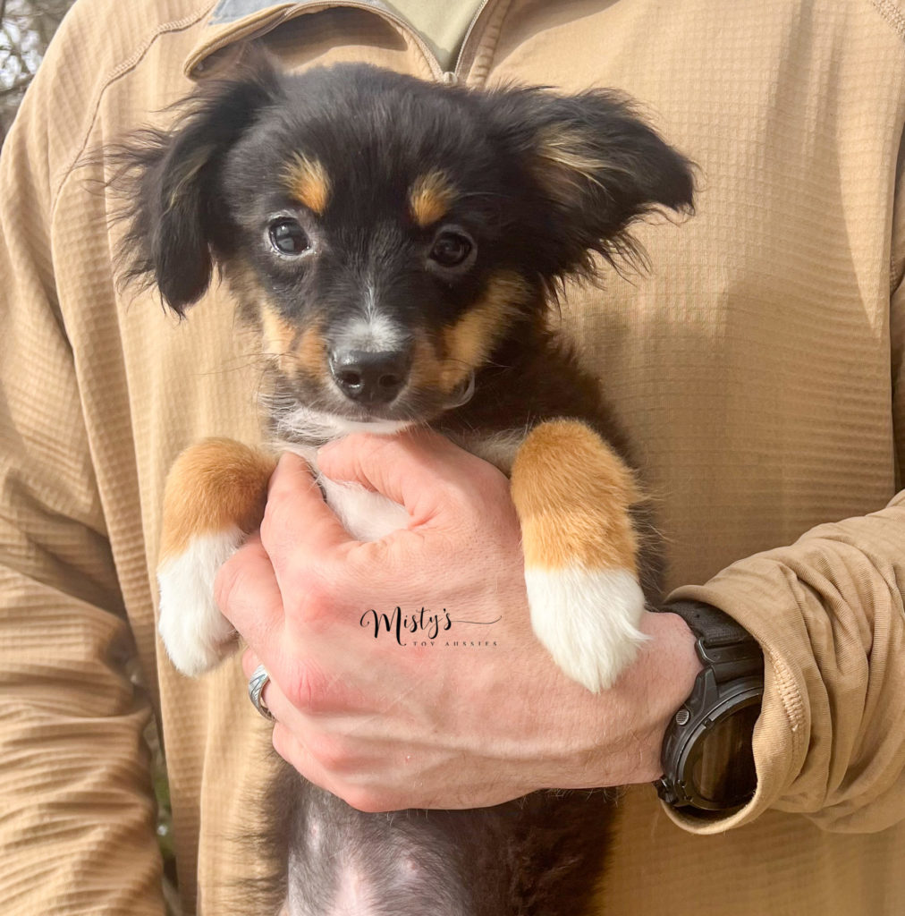 Puppy Nursery  Misty's Toy Aussies