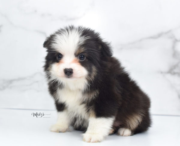 Mini / Toy Australian Shepherd Puppy Jesper