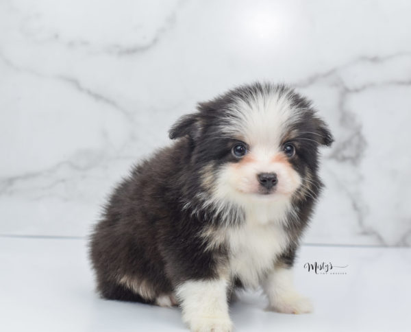 Mini / Toy Australian Shepherd Puppy Jesper