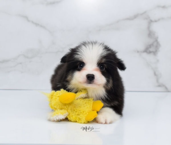 Mini / Toy Australian Shepherd Puppy Jesper