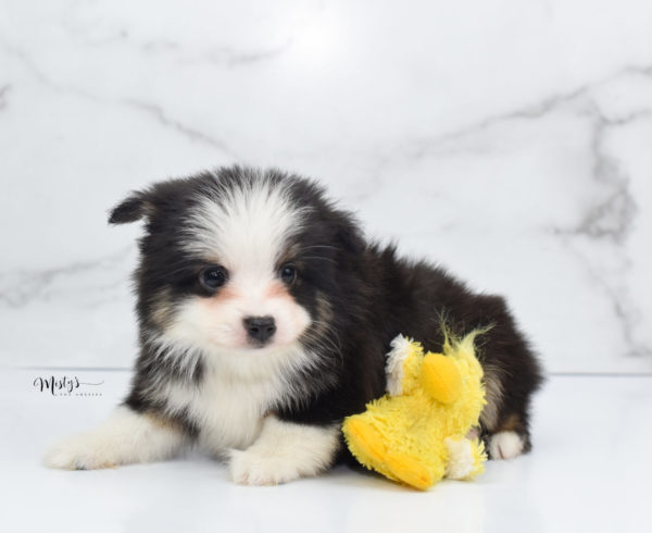 Mini / Toy Australian Shepherd Puppy Jesper