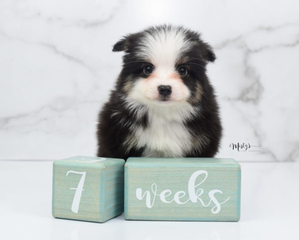 Mini / Toy Australian Shepherd Puppy Jesper