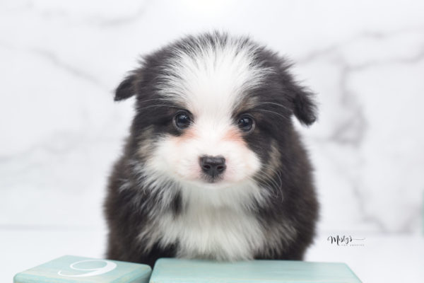 Mini / Toy Australian Shepherd Puppy Jesper