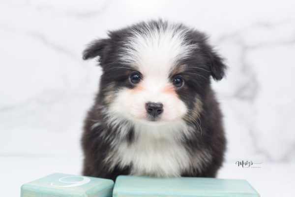 Mini / Toy Australian Shepherd Puppy Jesper