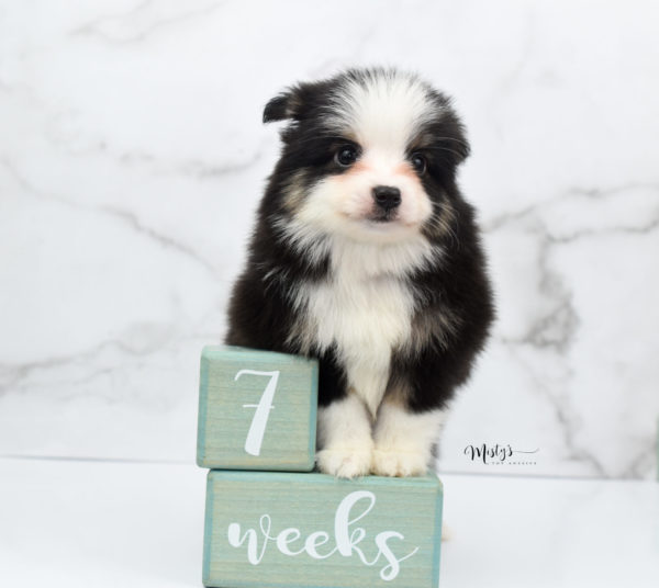 Mini / Toy Australian Shepherd Puppy Jesper