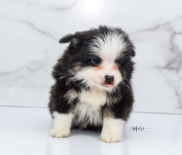 Mini / Toy Australian Shepherd Puppy Jesper