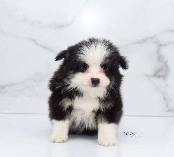 Mini / Toy Australian Shepherd Puppy Jesper