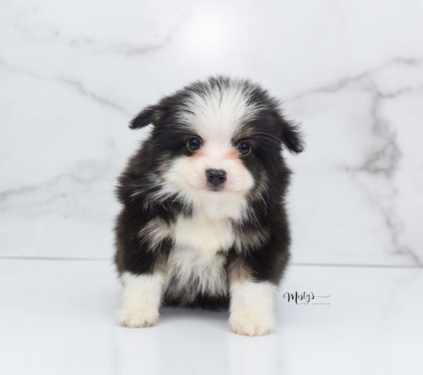 Mini / Toy Australian Shepherd Puppy Jesper