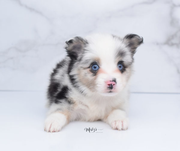 Mini / Toy Australian Shepherd Puppy Artic
