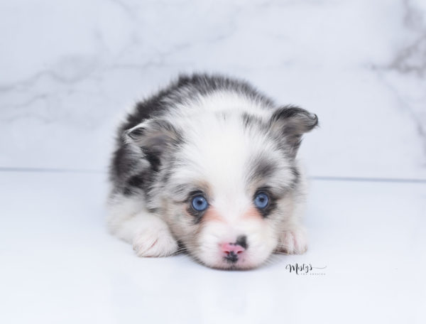 Mini / Toy Australian Shepherd Puppy Artic