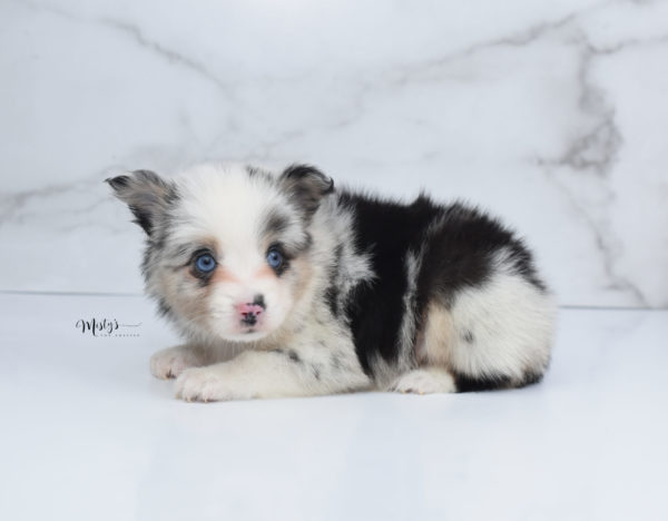 Mini / Toy Australian Shepherd Puppy Artic