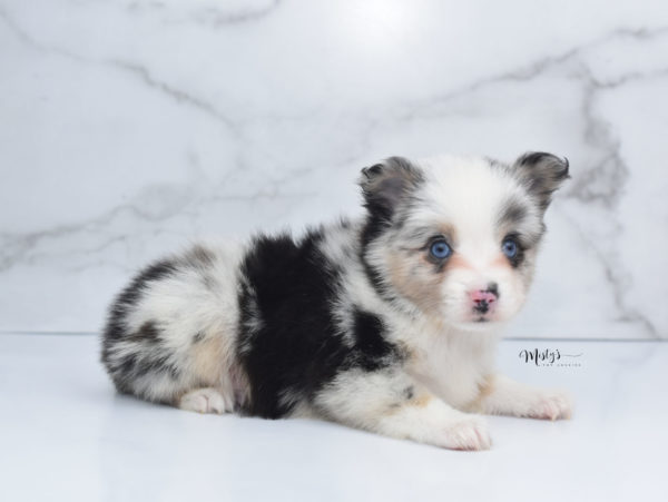 Mini / Toy Australian Shepherd Puppy Artic