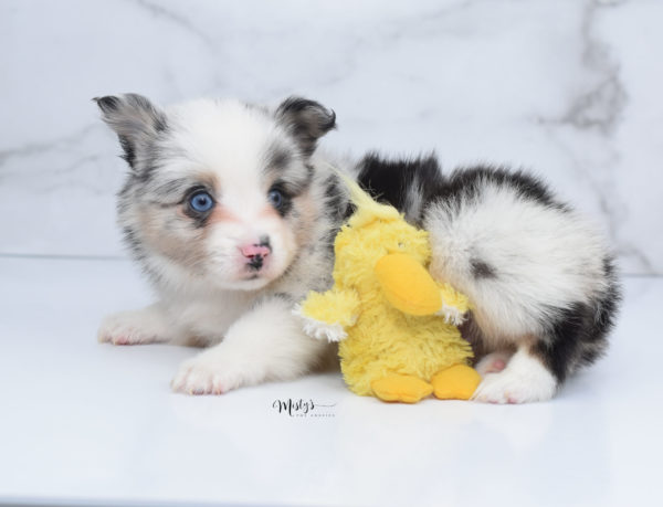 Mini / Toy Australian Shepherd Puppy Artic