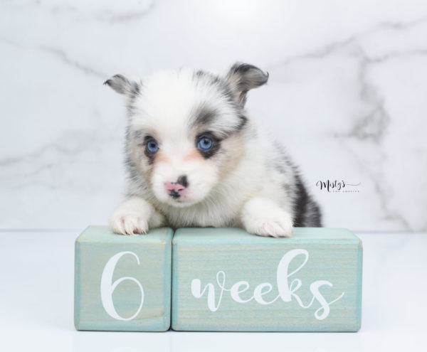 Mini / Toy Australian Shepherd Puppy Artic