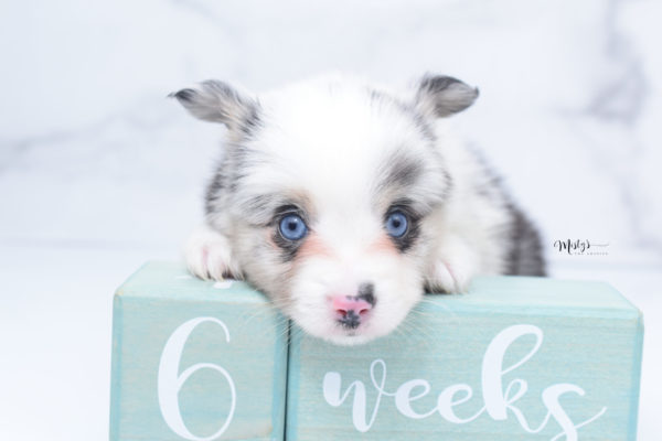 Mini / Toy Australian Shepherd Puppy Artic