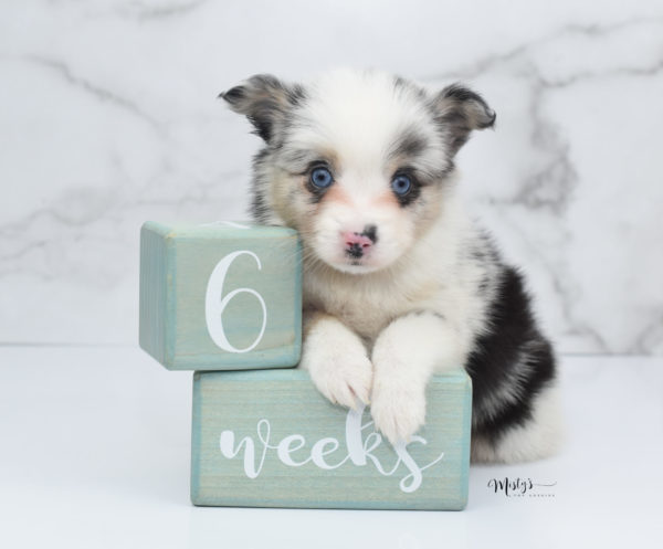 Mini / Toy Australian Shepherd Puppy Artic