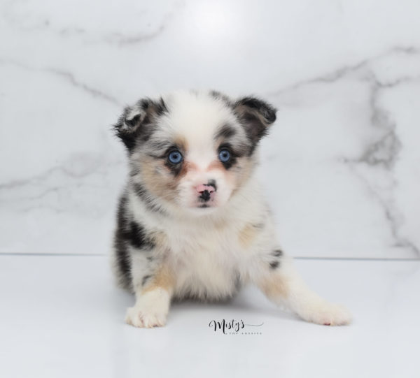 Mini / Toy Australian Shepherd Puppy Artic