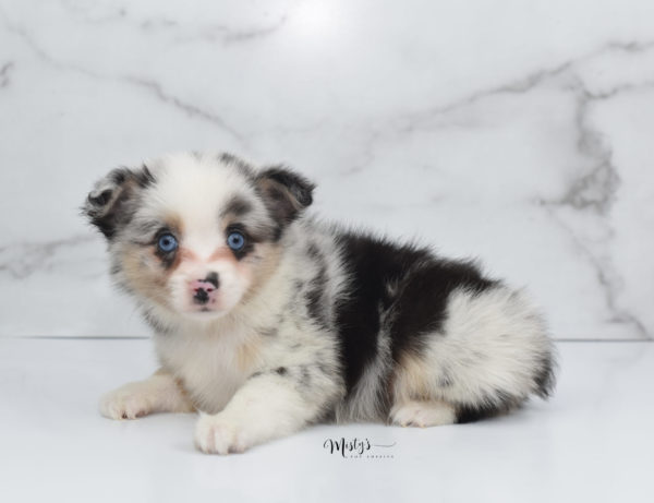 Mini / Toy Australian Shepherd Puppy Artic
