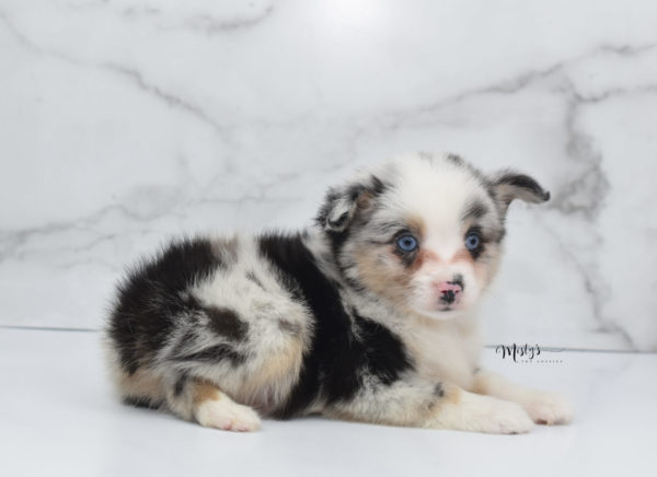 Mini / Toy Australian Shepherd Puppy Artic
