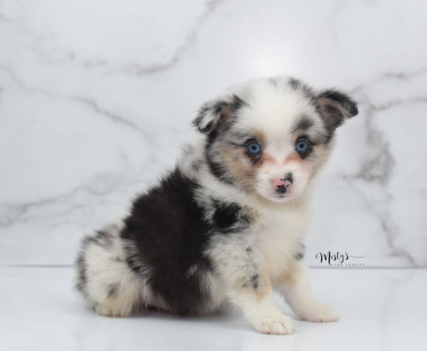 Mini / Toy Australian Shepherd Puppy Artic