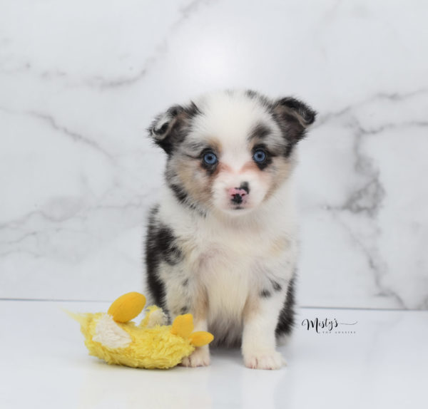 Mini / Toy Australian Shepherd Puppy Artic