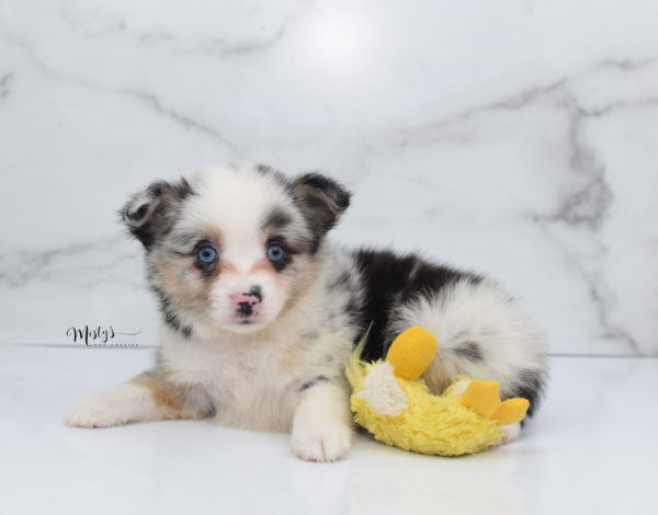 Mini / Toy Australian Shepherd Puppy Artic