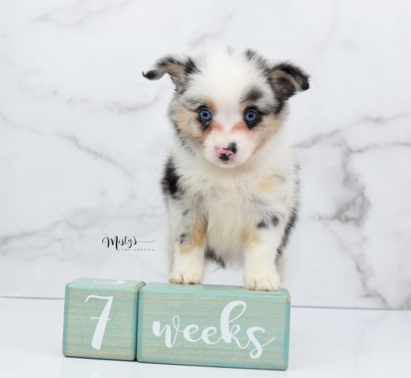 Mini / Toy Australian Shepherd Puppy Artic