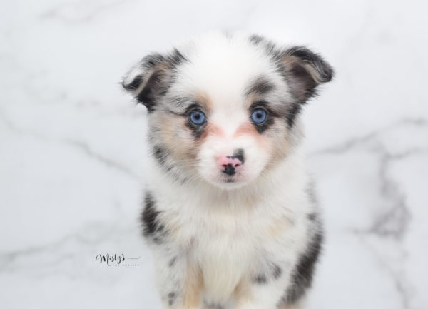 Mini / Toy Australian Shepherd Puppy Artic
