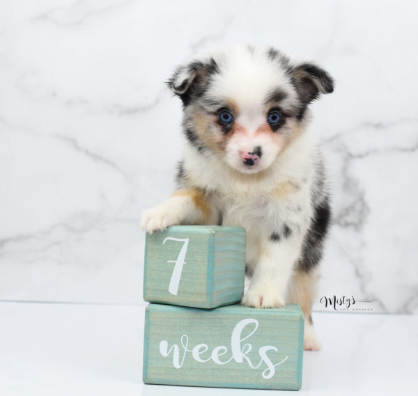 Mini / Toy Australian Shepherd Puppy Artic
