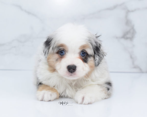 Mini / Toy Australian Shepherd Puppy Bebe