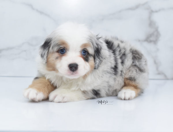 Mini / Toy Australian Shepherd Puppy Bebe