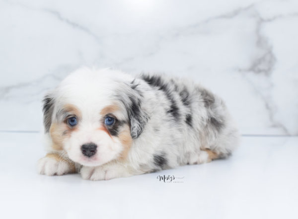 Mini / Toy Australian Shepherd Puppy Bebe