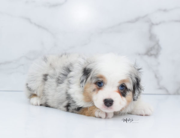 Mini / Toy Australian Shepherd Puppy Bebe