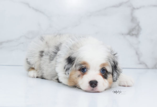 Mini / Toy Australian Shepherd Puppy Bebe